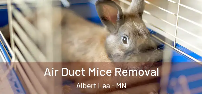  Air Duct Mice Removal Albert Lea - MN