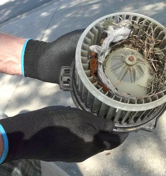 About Air Duct Mice Removal in Albert Lea, MN